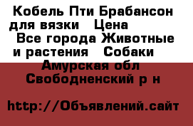 Кобель Пти Брабансон для вязки › Цена ­ 30 000 - Все города Животные и растения » Собаки   . Амурская обл.,Свободненский р-н